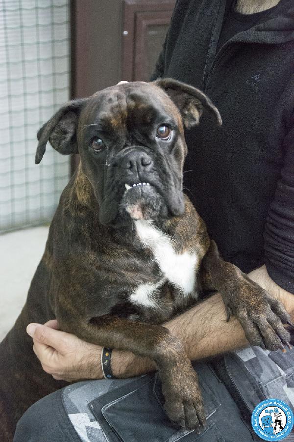 MAYA, boxer comprata per fare scena, ora cerca solo amore vero.. Foto 4